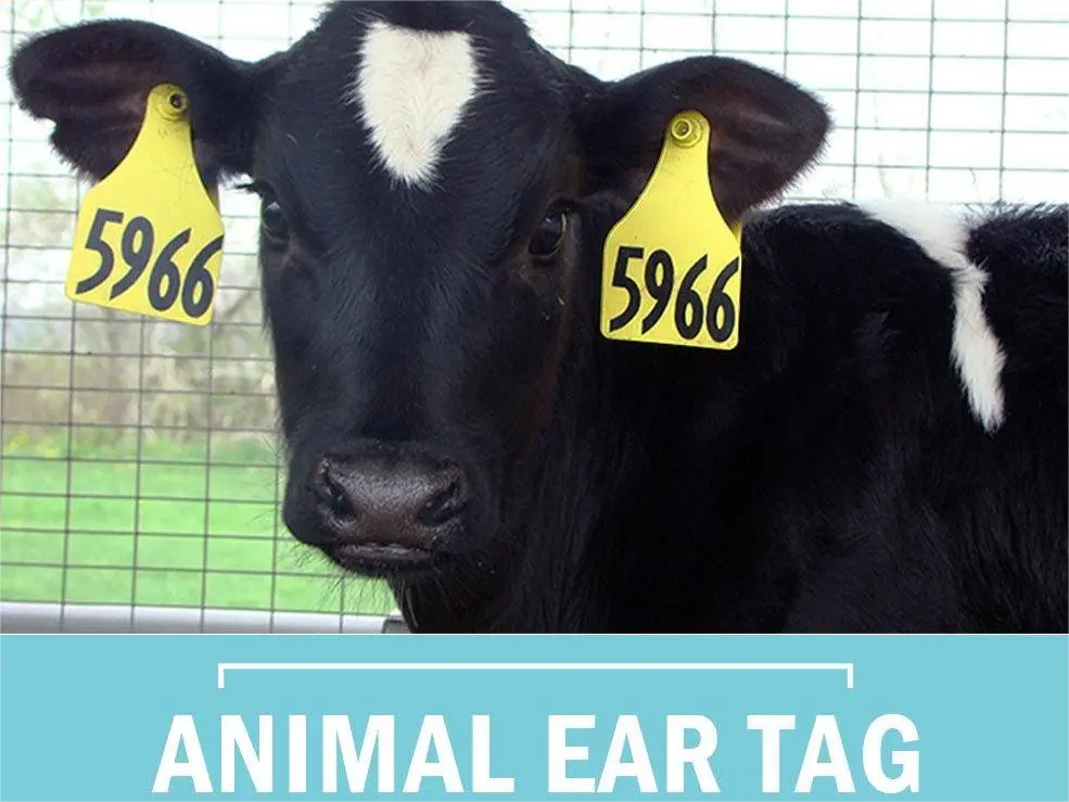 RFID-бирки для ушей животных: охрана здоровья животных, технологии – залог будущего!